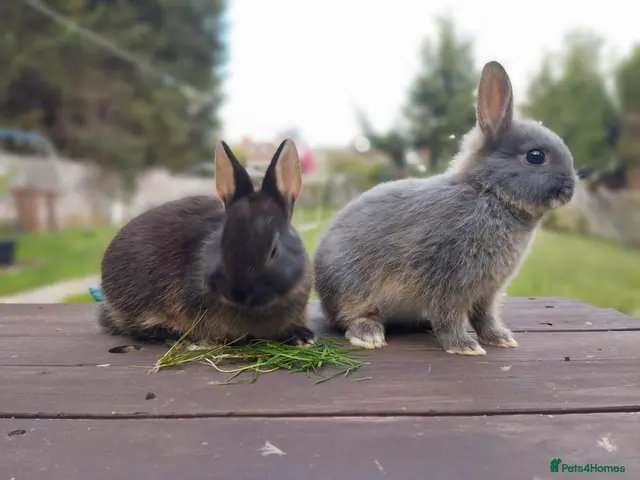 Netherland Dwarf rabbits for sale: Netherland dwarf CLEARANCE £40 each - Advert 2