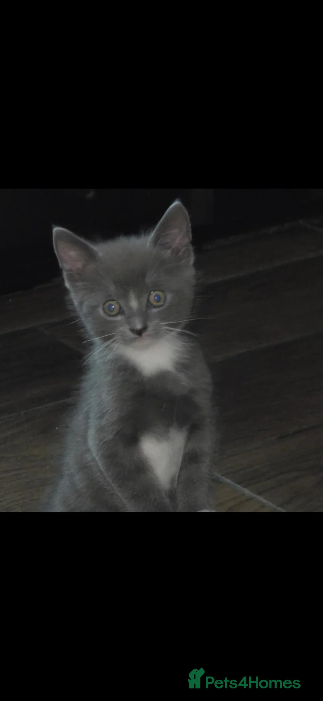 Maine Coon cats for sale: Maine Coon cross kittens in Doncaster - Advert 2