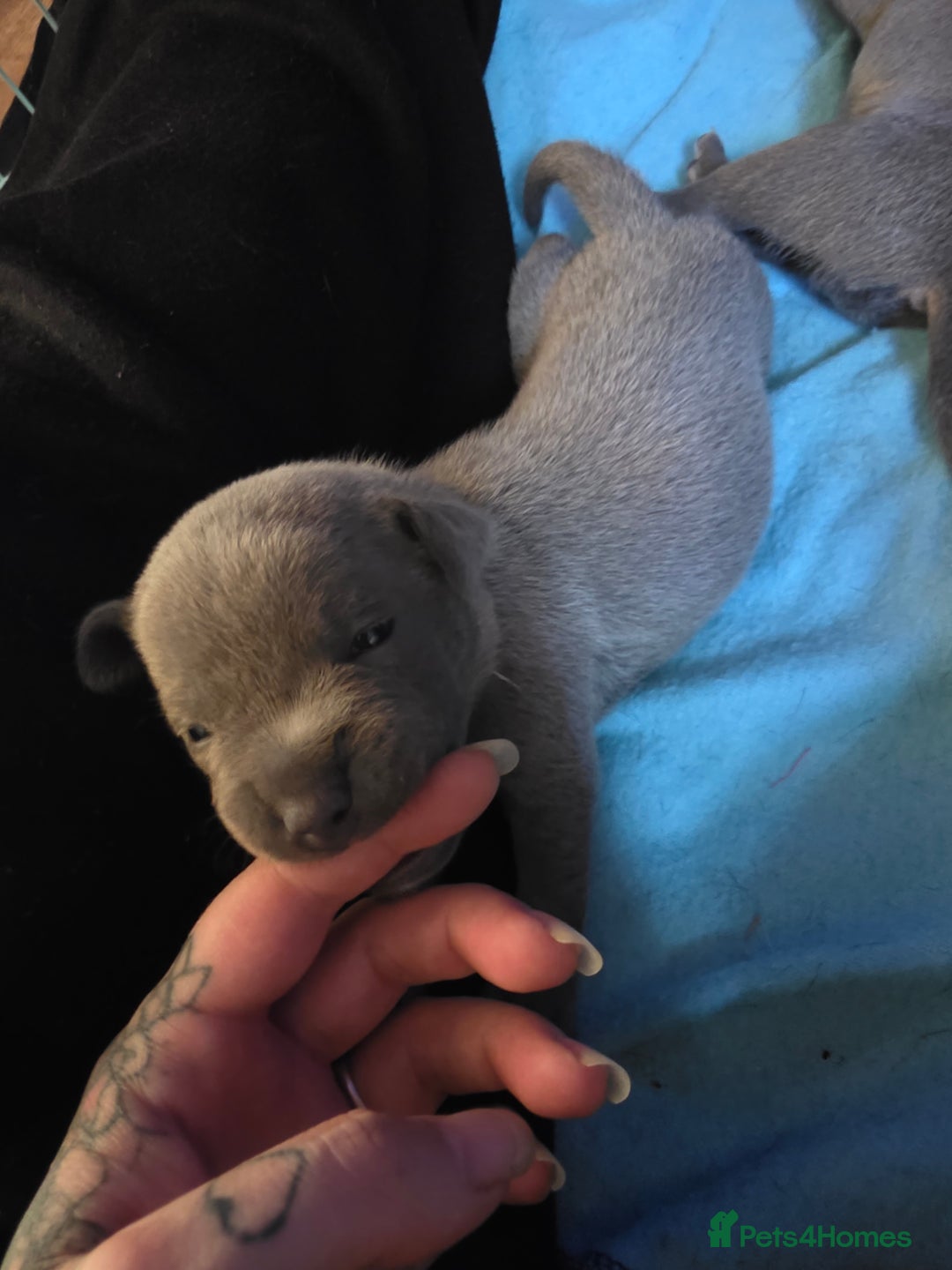 Staffordshire Bull Terrier dogs for sale: Blue staffy puppies  - Image 4