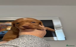 Cocker Spaniel dogs for sale: Red Cocker Spaniel Puppies - Image 19