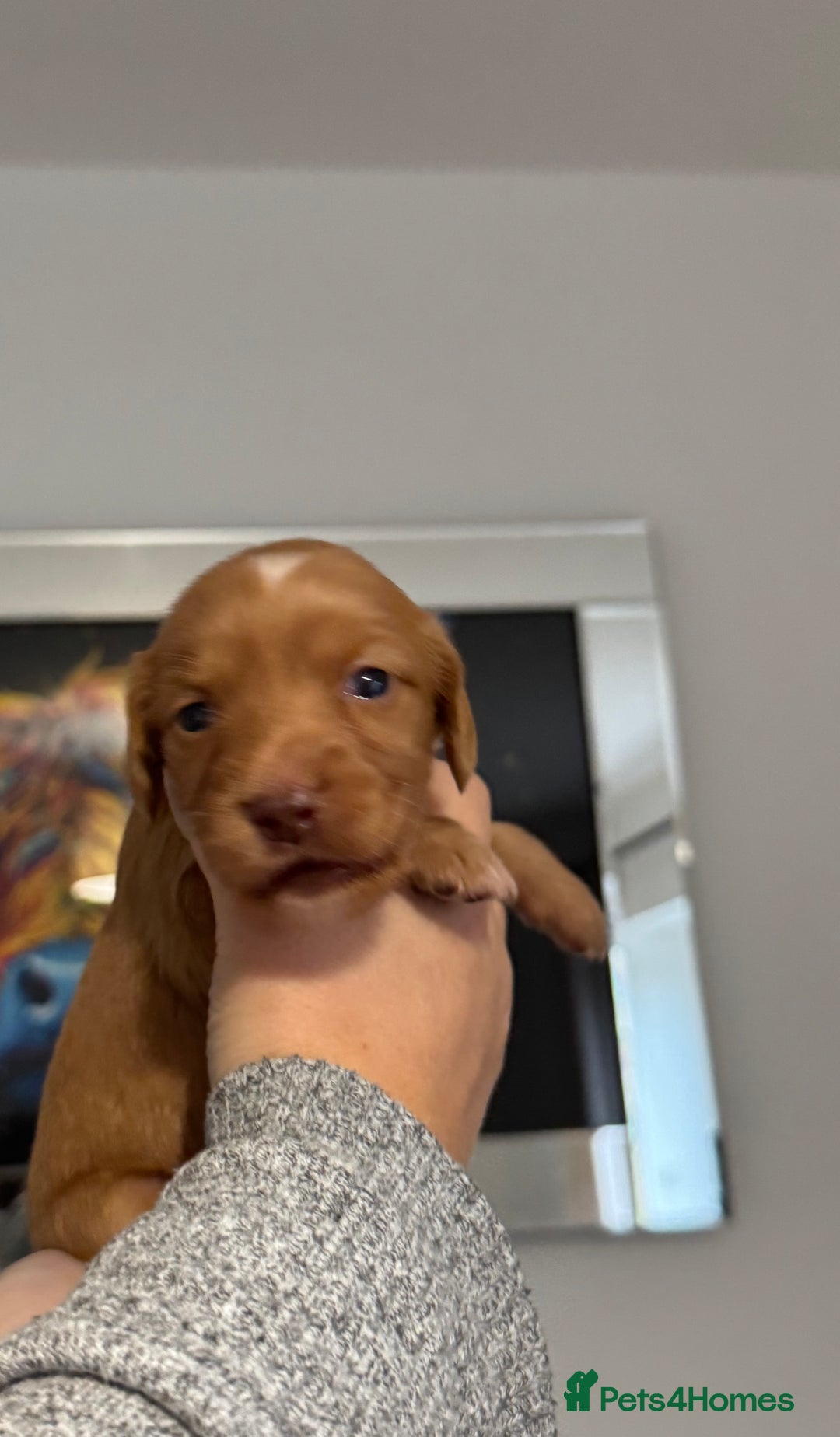Cocker Spaniel dogs for sale: Red Cocker Spaniel Puppies - Image 19