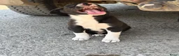 Mixed Breed dogs for sale: 3 Border collie pups  - Advert 3
