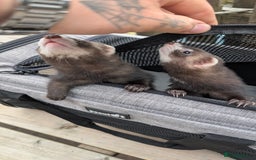 Ferret rodents for sale: Micro jills, micro ferrets micro polecats  - Image 3