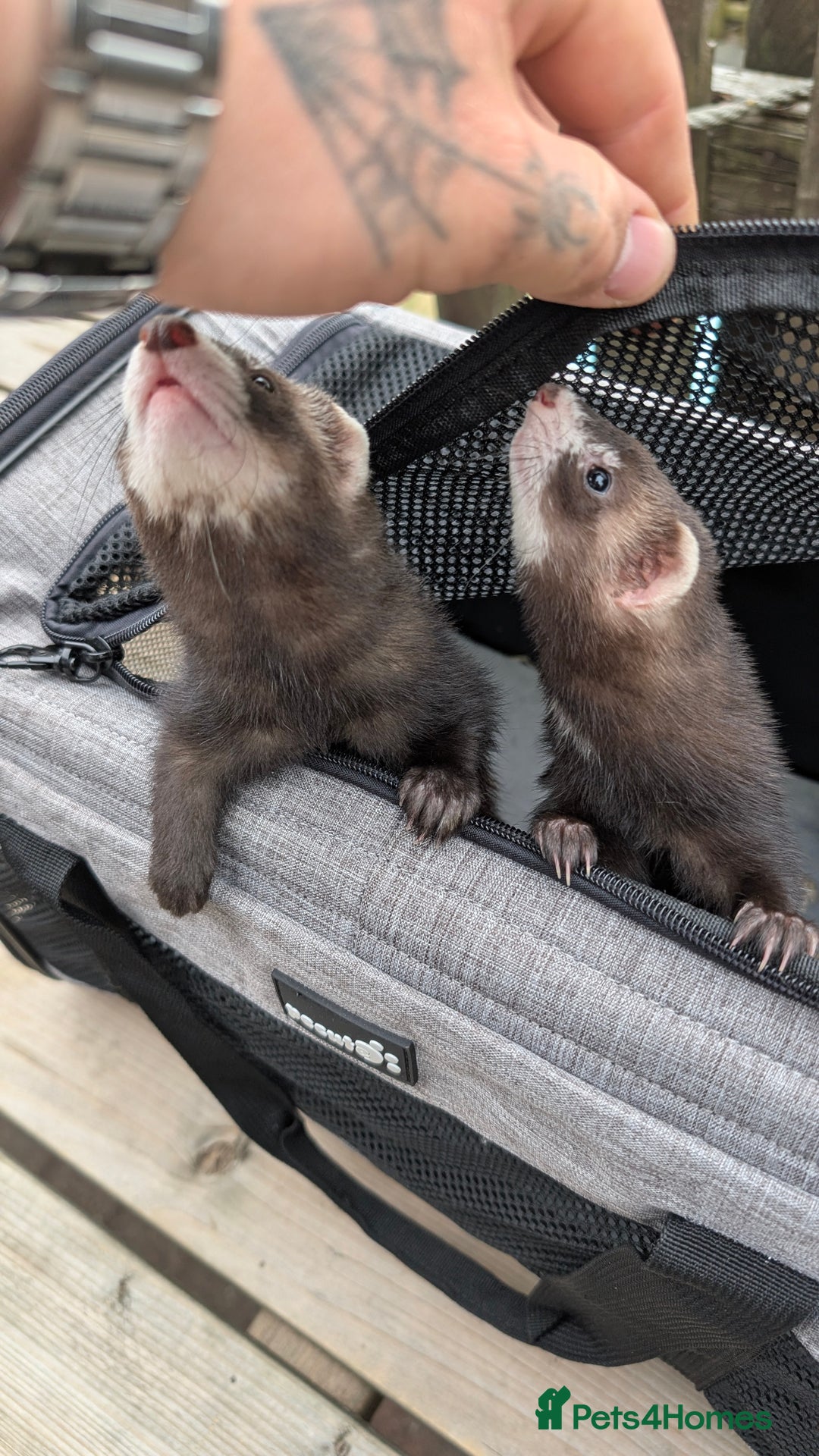 Ferret rodents for sale: Micro jills, micro ferrets micro polecats  - Image 3