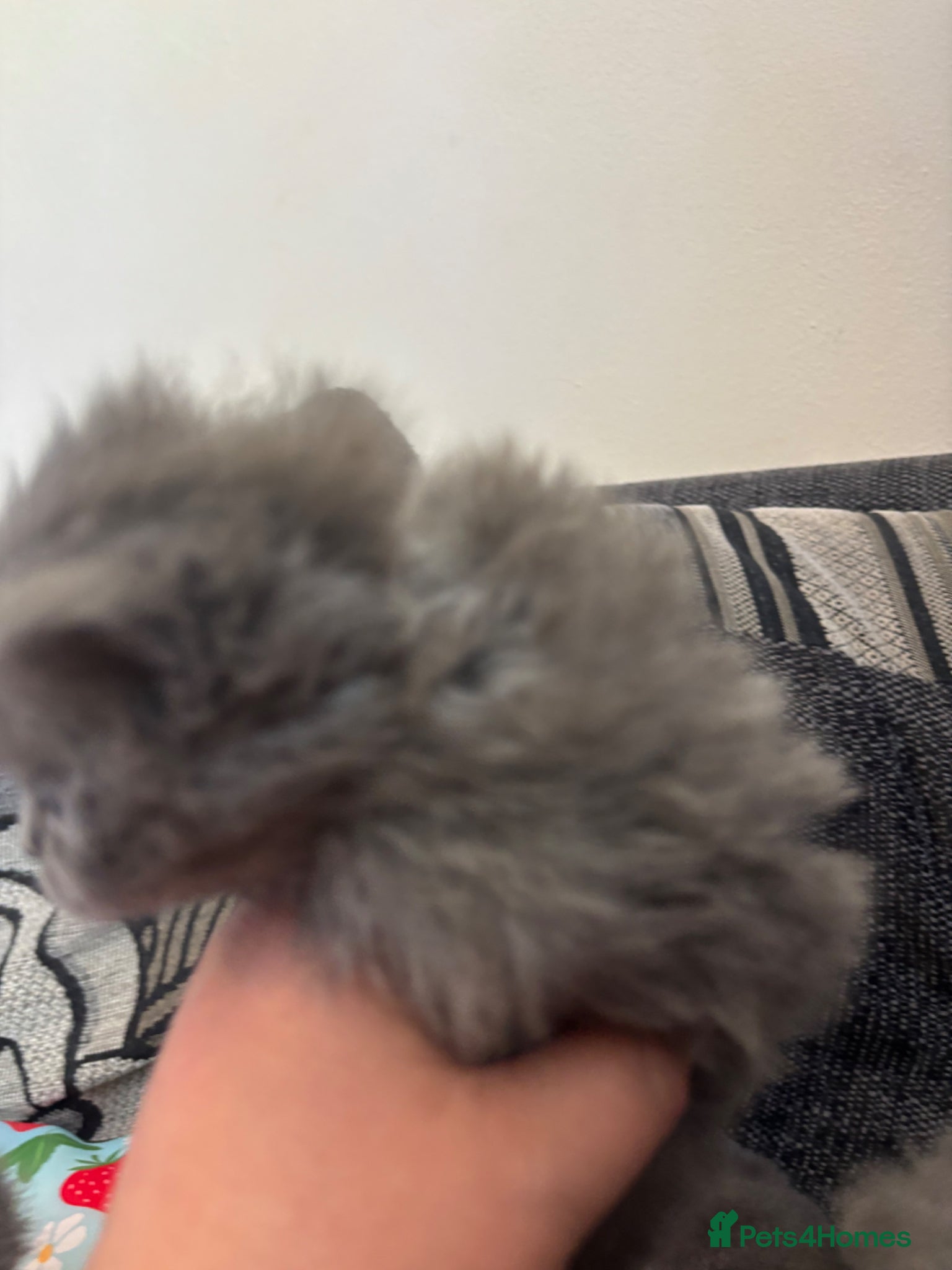British Longhair cats for sale: British long haired blue girls  - Advert 12