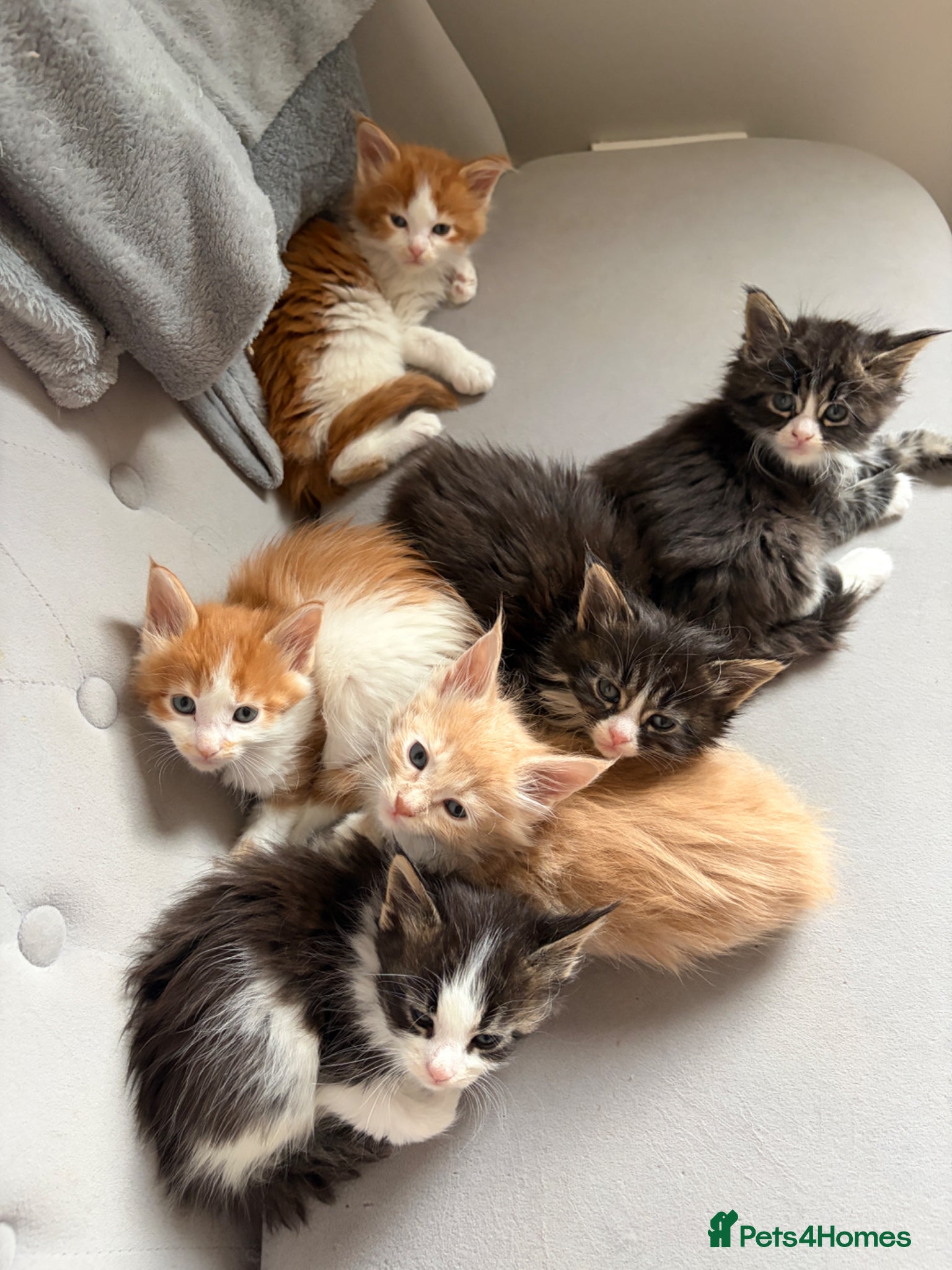 Maine Coon cats Maine Coon Kittens - Advert 15