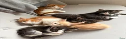 Maine Coon cats for sale: Maine Coon Kittens - Advert 1