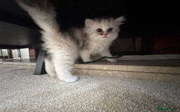 Persian cats for sale: Lovely Persian cats  - Image 14