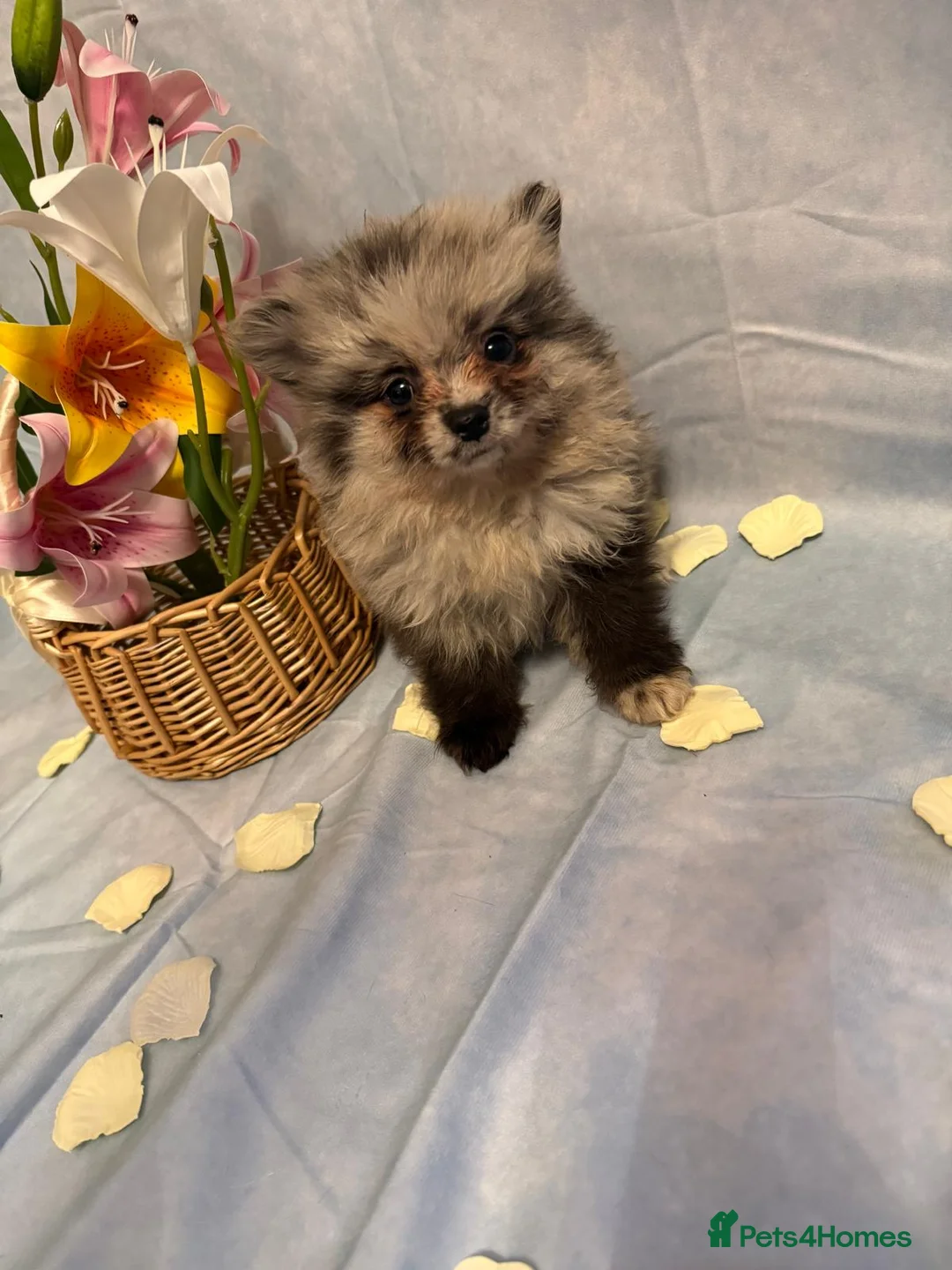 Pomeranian dogs for sale: Pomeranian puppies - Advert 24