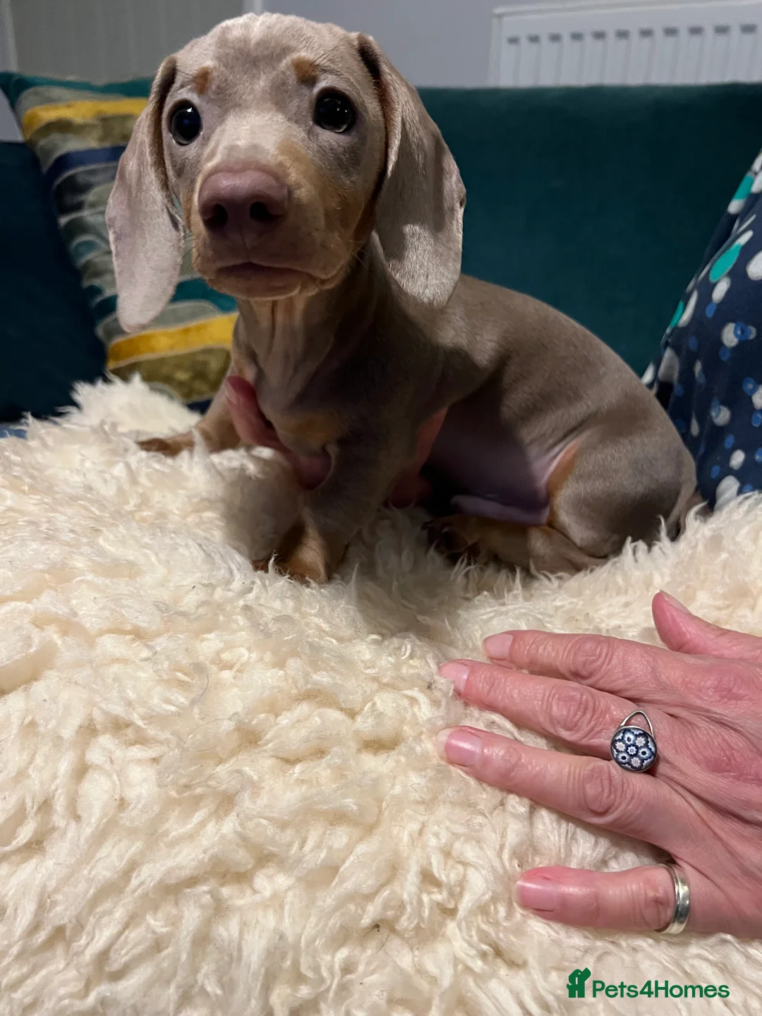 Miniature Dachshund dogs for sale: Miniature Daschund puppies - gorgeous! in Woodbridge - Advert 2