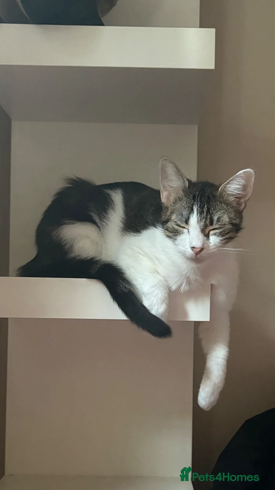 Mixed Breed cats for sale: 3 cats available for adoption  - Advert 7
