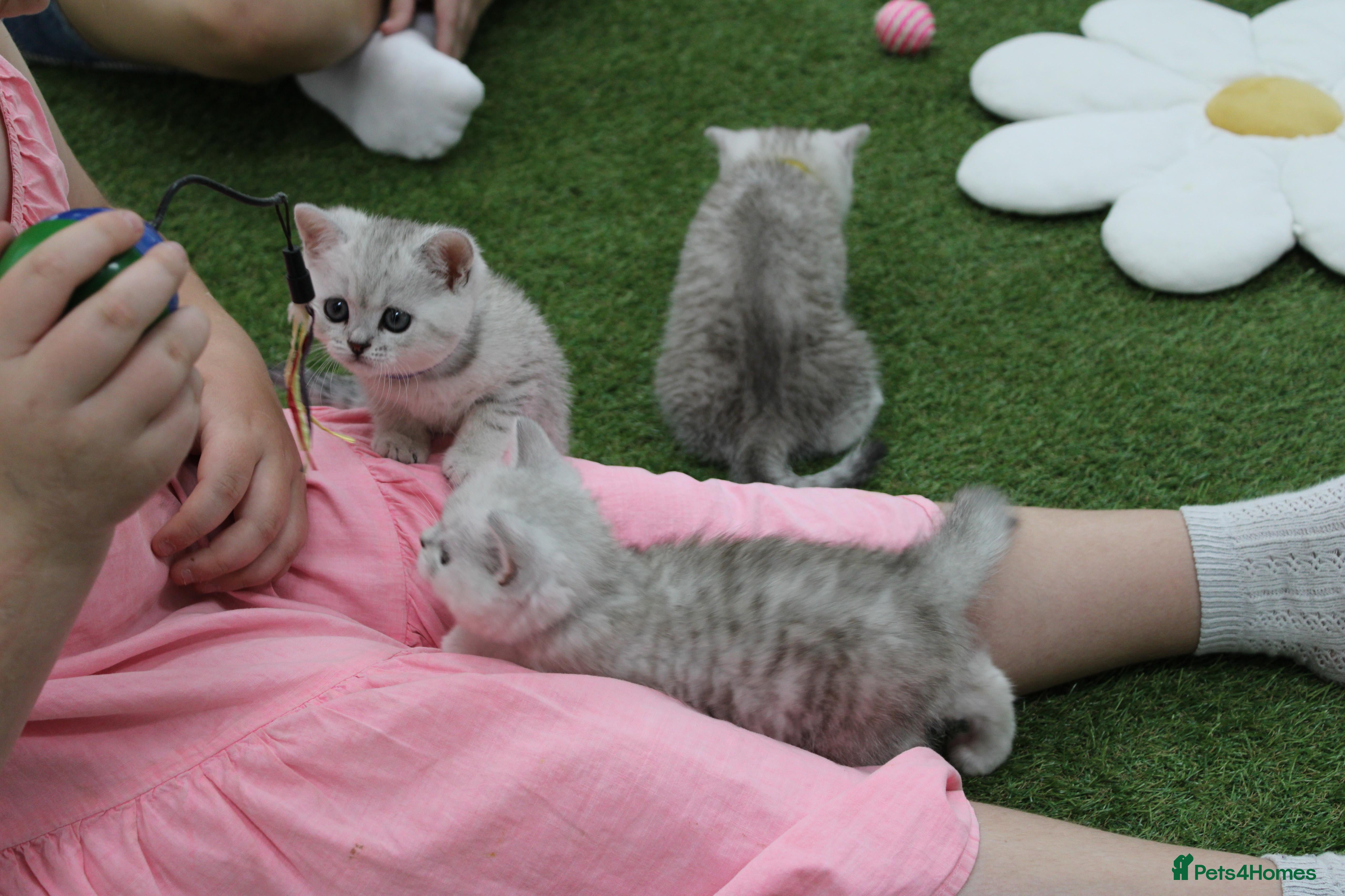 British Shorthair cats Last 1 left Silver/White British Shorthair Kittens - Advert 1