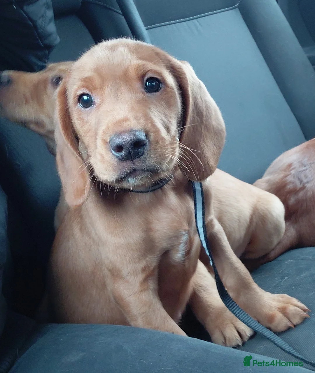 Cockerdor dogs for sale: Cockerdor pupies - Advert 5