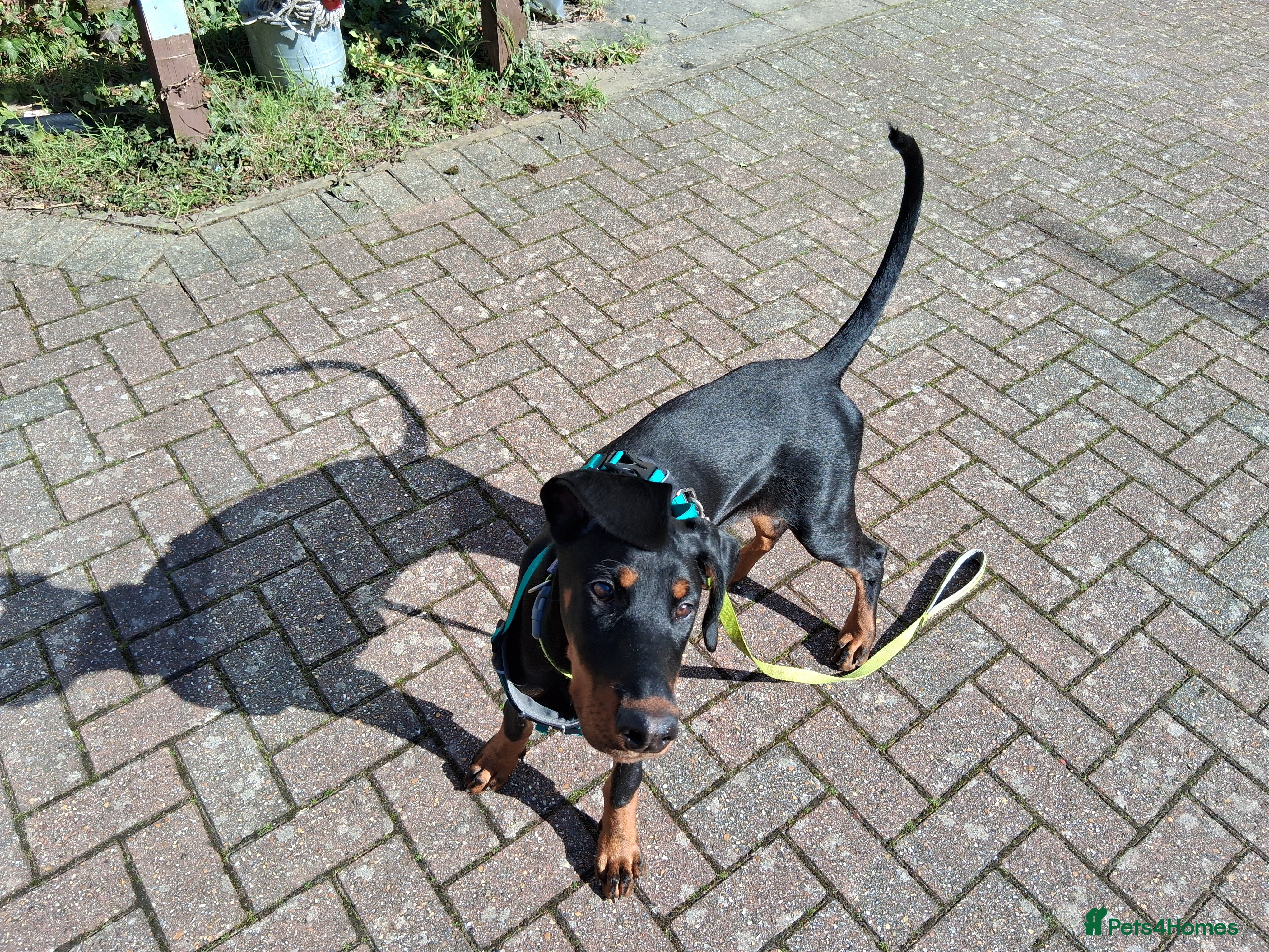 Dobermann dogs Daphne  - Advert 18