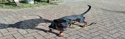 Dobermann dogs for sale: Daphne  in Arlesey - Advert 1