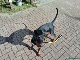 Dobermann dogs Daphne - Advert 18