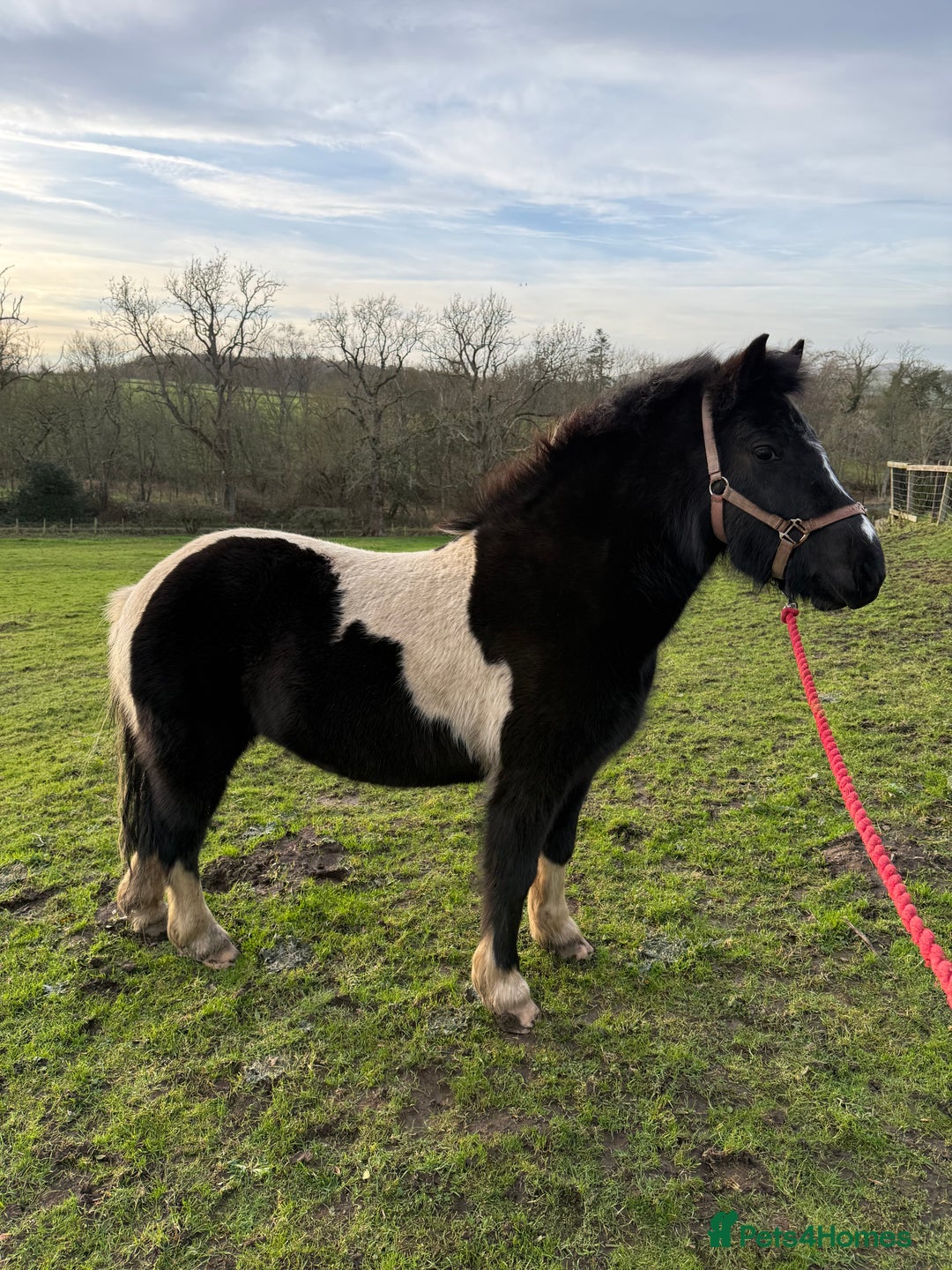 Other Breed horses for sale: Bramble – Sweet, Unbroken 12.1 Pony.  - Advert 3