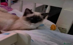 Mixed Breed cats for sale: Adorable Ragdoll Mix Kittens  - Image 2