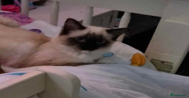 Mixed Breed cats - Advert 10