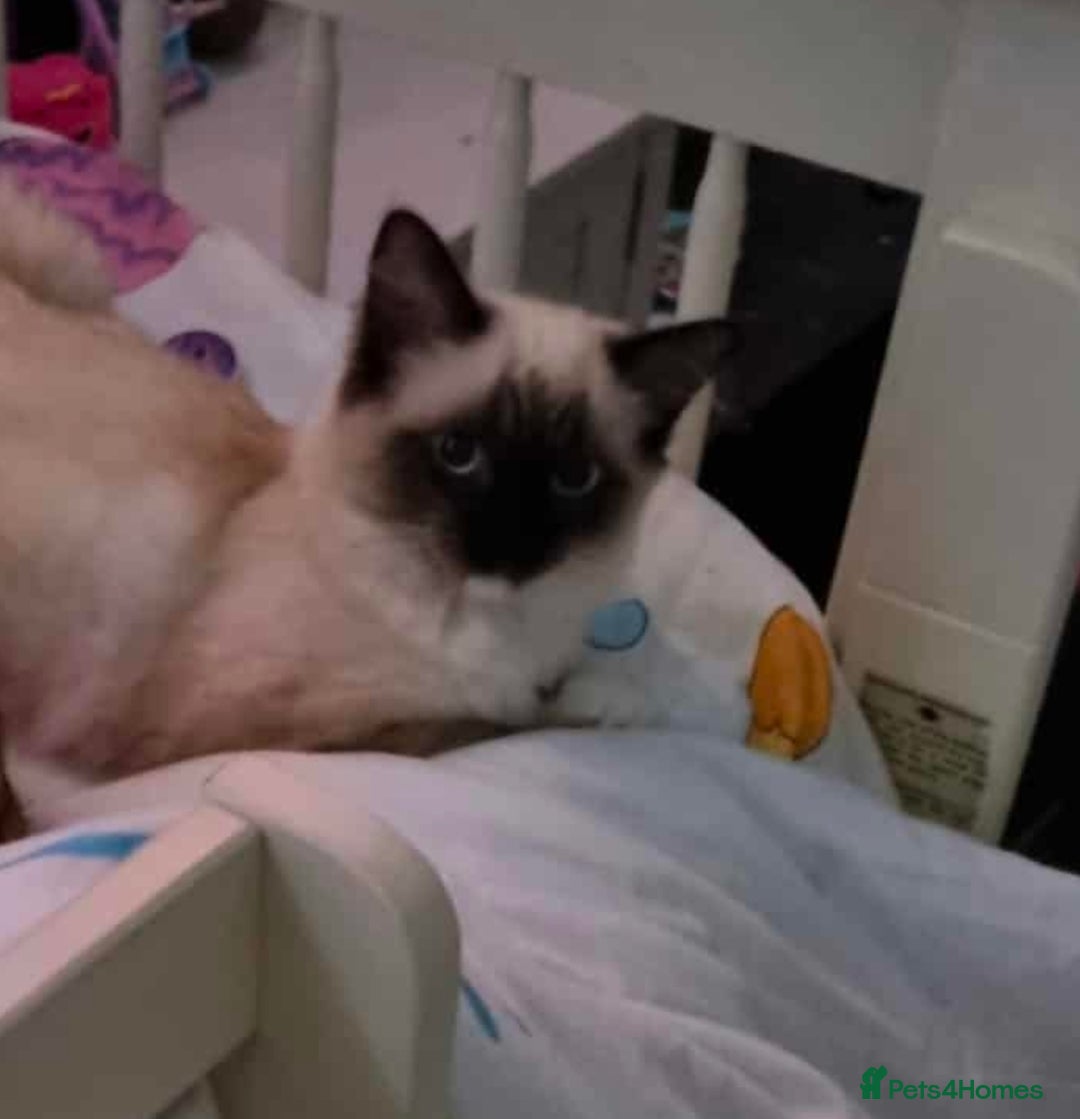 Mixed Breed cats for sale: Adorable Ragdoll Mix Kittens  - Image 2