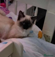 Mixed Breed cats - Advert 10