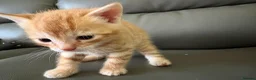Bengal cats for sale: Bengal Cross - 2 ginger - One Black - One Grey  - Advert 17