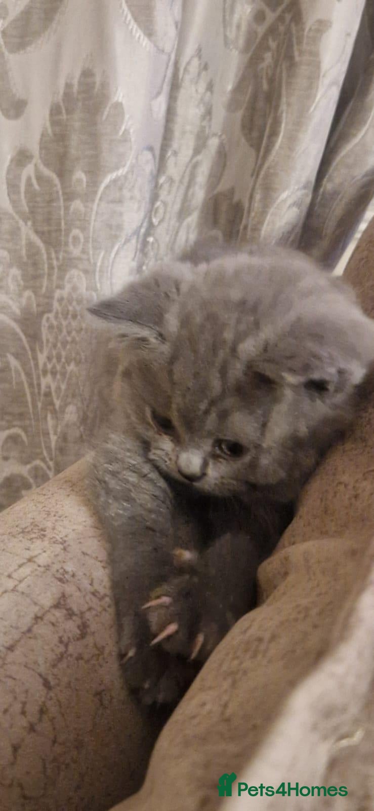 British Shorthair cats Gorgeous british shorthair girl - Advert 11