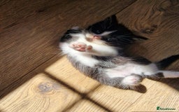 Mixed Breed cats for sale: Beautiful and very playful Male kitten 😸  - Image 9