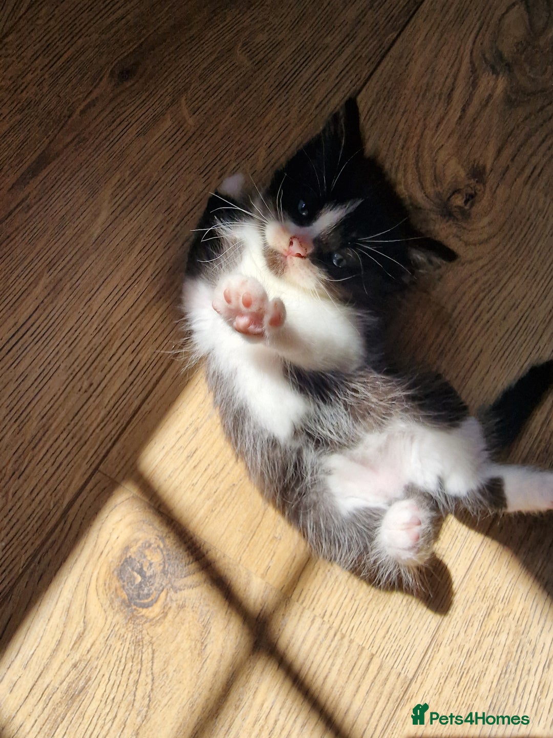 Mixed Breed cats for sale: Beautiful and very playful Male kitten 😸  - Image 9