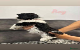 Shih Tzu dogs for sale: 🩷 Beautiful Shitzu Puppies 🩷 - Image 21