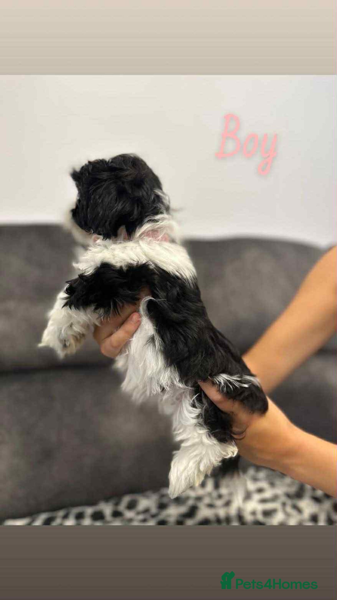 Shih Tzu dogs for sale: 🩷 Beautiful Shitzu Puppies 🩷 - Image 21