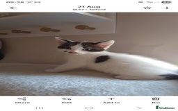 Mixed Breed cats for sale: Kitten looking for forever home  - Image 3