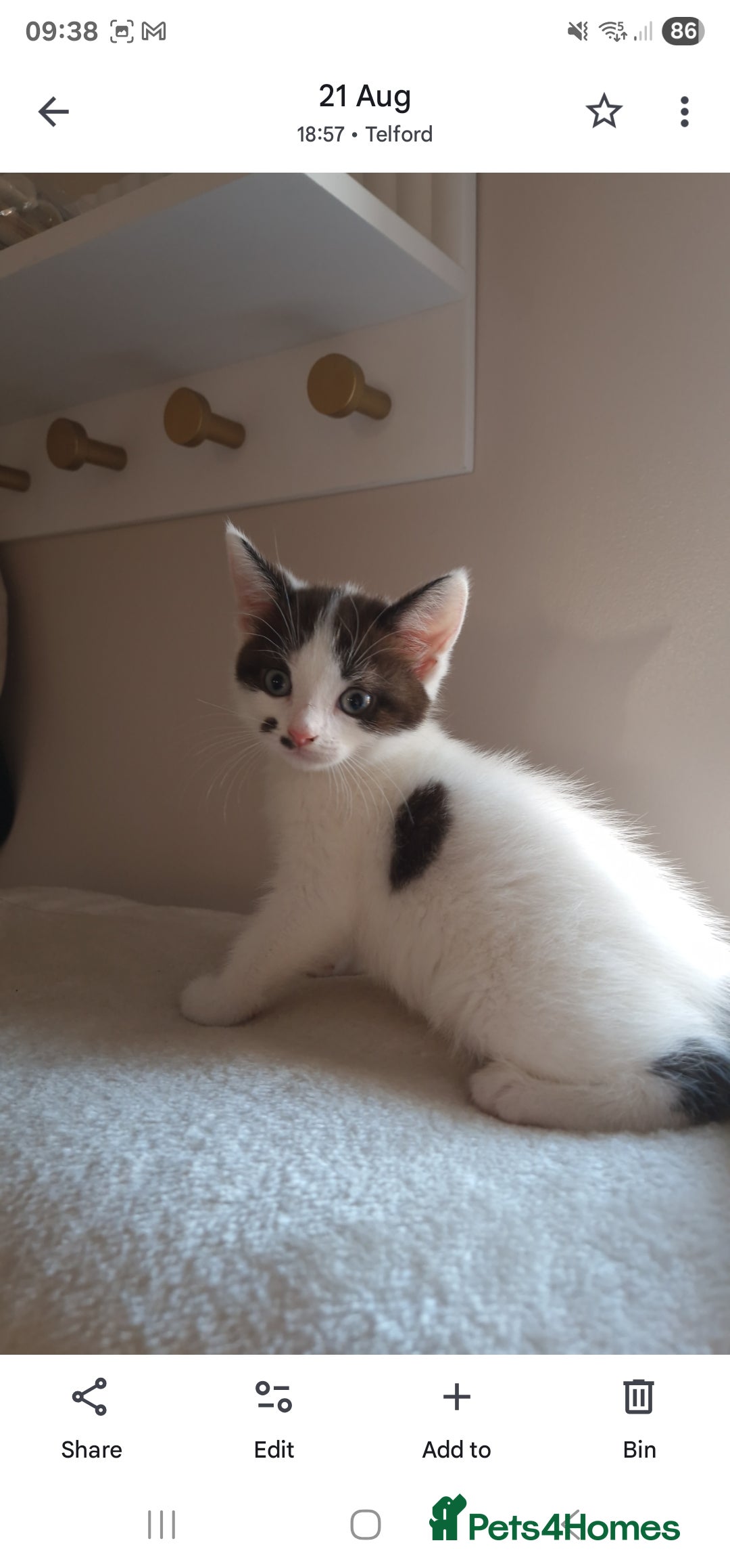 Mixed Breed cats for sale: Kitten looking for forever home  - Image 3