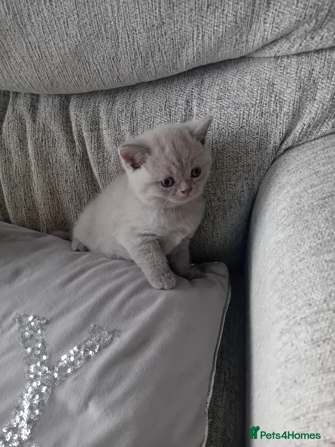 British Shorthair cats for sale: lilac british shorthair kittens - Advert 20