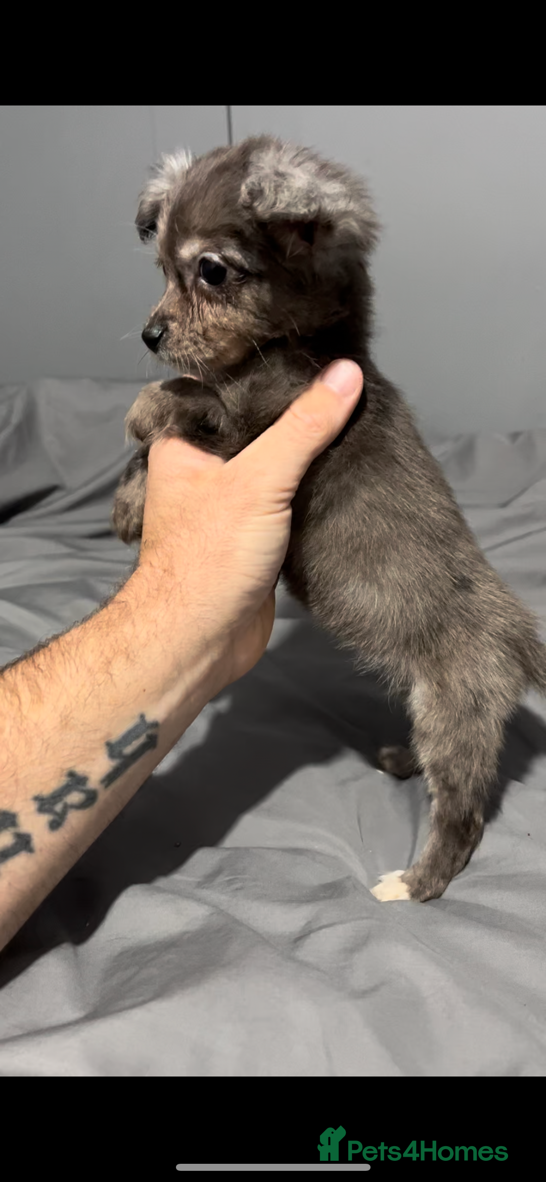 Mixed Breed dogs for sale: Gorgeous litter of Jack x chi pups  - Image 8