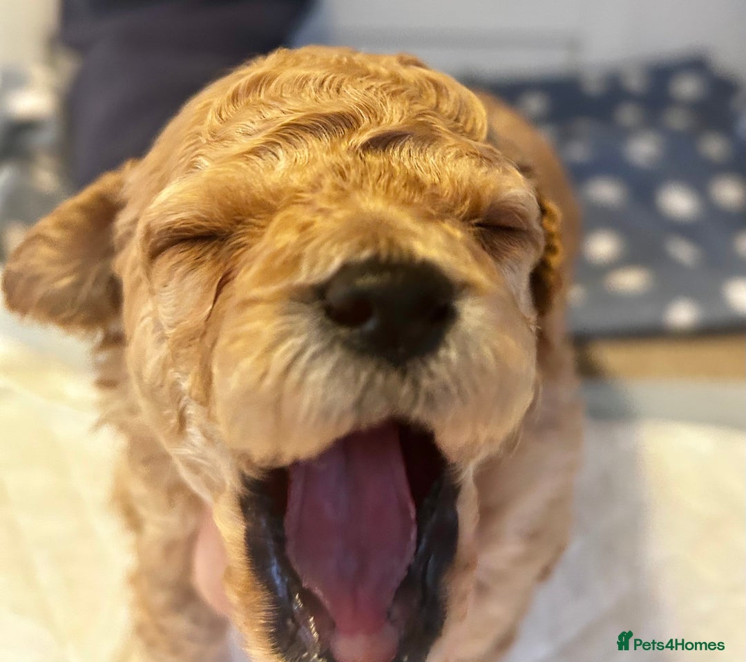 Cavapoochon dogs for sale: Cavapoochons 5 girls 2 boys - Advert 3