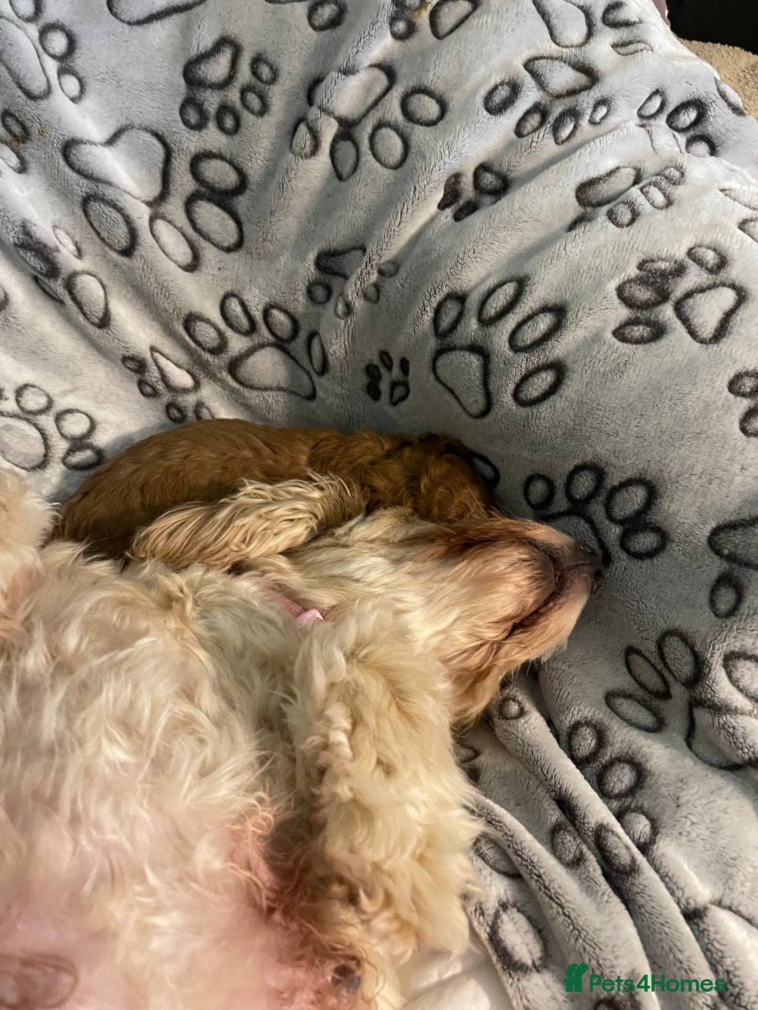 Cockapoo dogs for sale: Adorable cockapoo puppies for sale - Advert 7