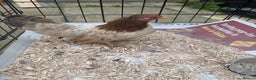 Chickens poultry for sale: POL Serama hen and rooster  - Advert 2