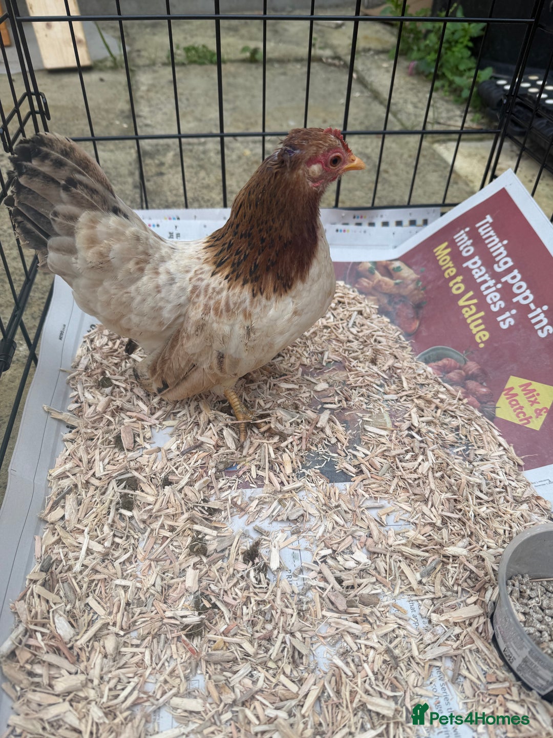 Chickens poultry for sale: POL Serama hen and rooster  - Advert 2