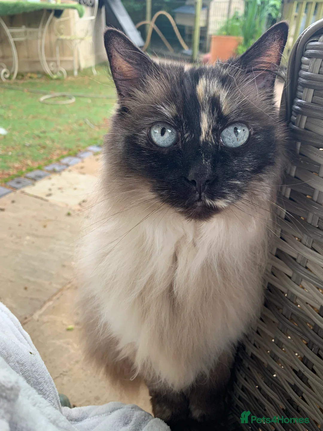 Ragdoll cats for sale: Ragdoll needs a lap.  in Kettering - Advert 1