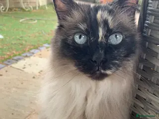 Ragdoll cats Ragdoll needs a lap. in Kettering - Advert 1