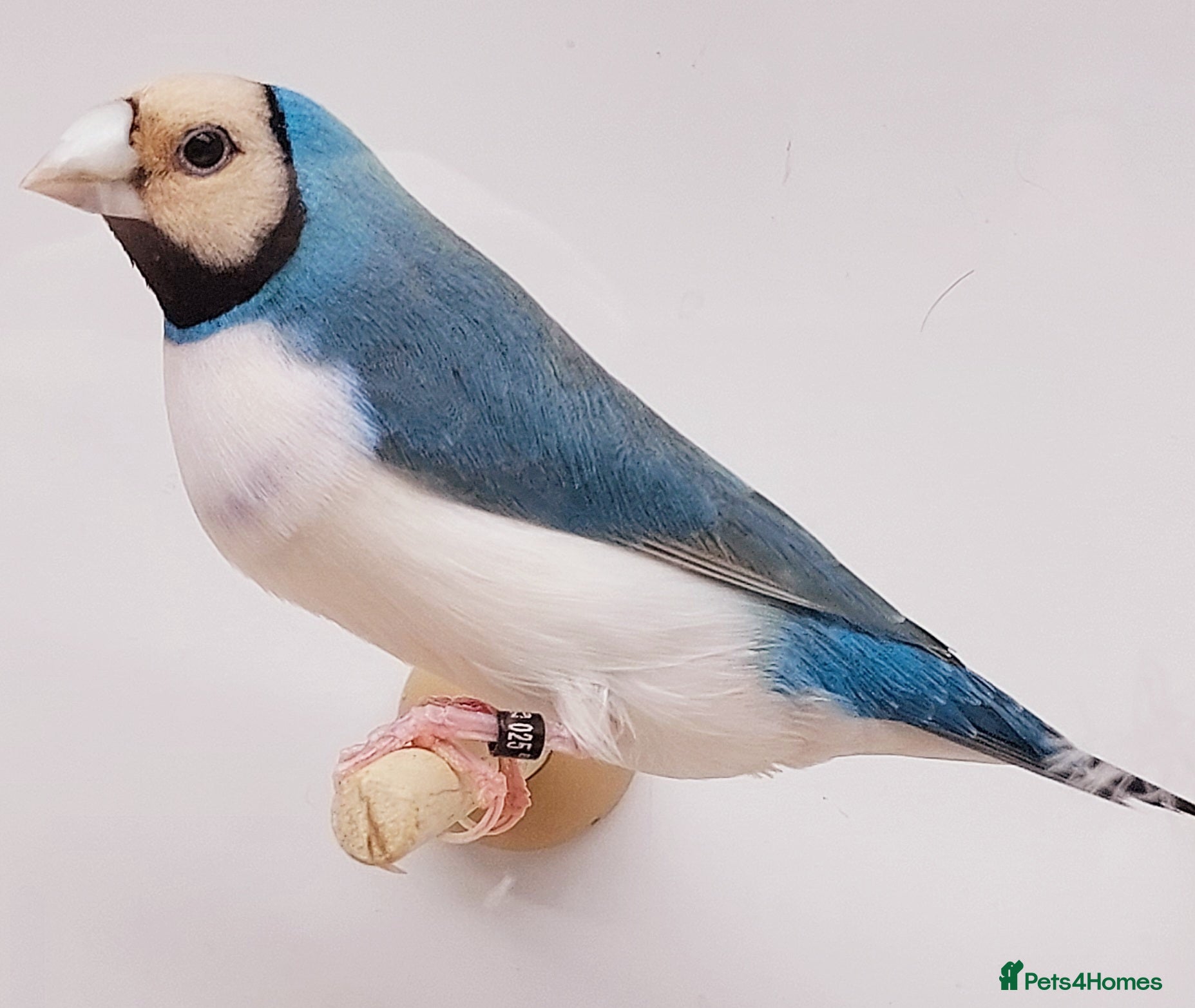 Finches birds GOULDIAN FINCHES,BREEDING & 2026 CLOSED-RUNG YOUNG - Advert 11