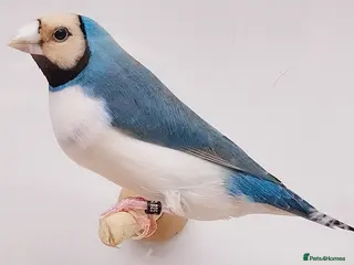 Finches birds GOULDIAN FINCHES,BREEDING & 2026 CLOSED-RUNG YOUNG - Advert 11