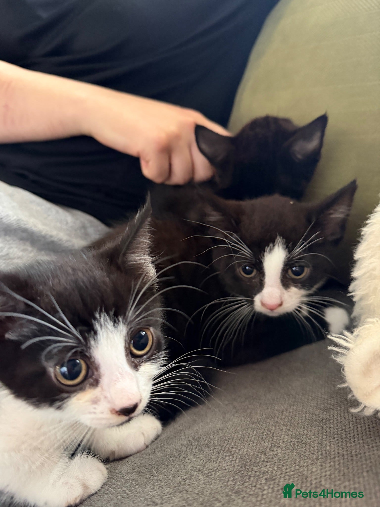Mixed Breed cats 3 female kittens  - Advert 6