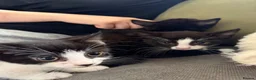 Mixed Breed cats for sale: 3 female kittens  - Advert 1