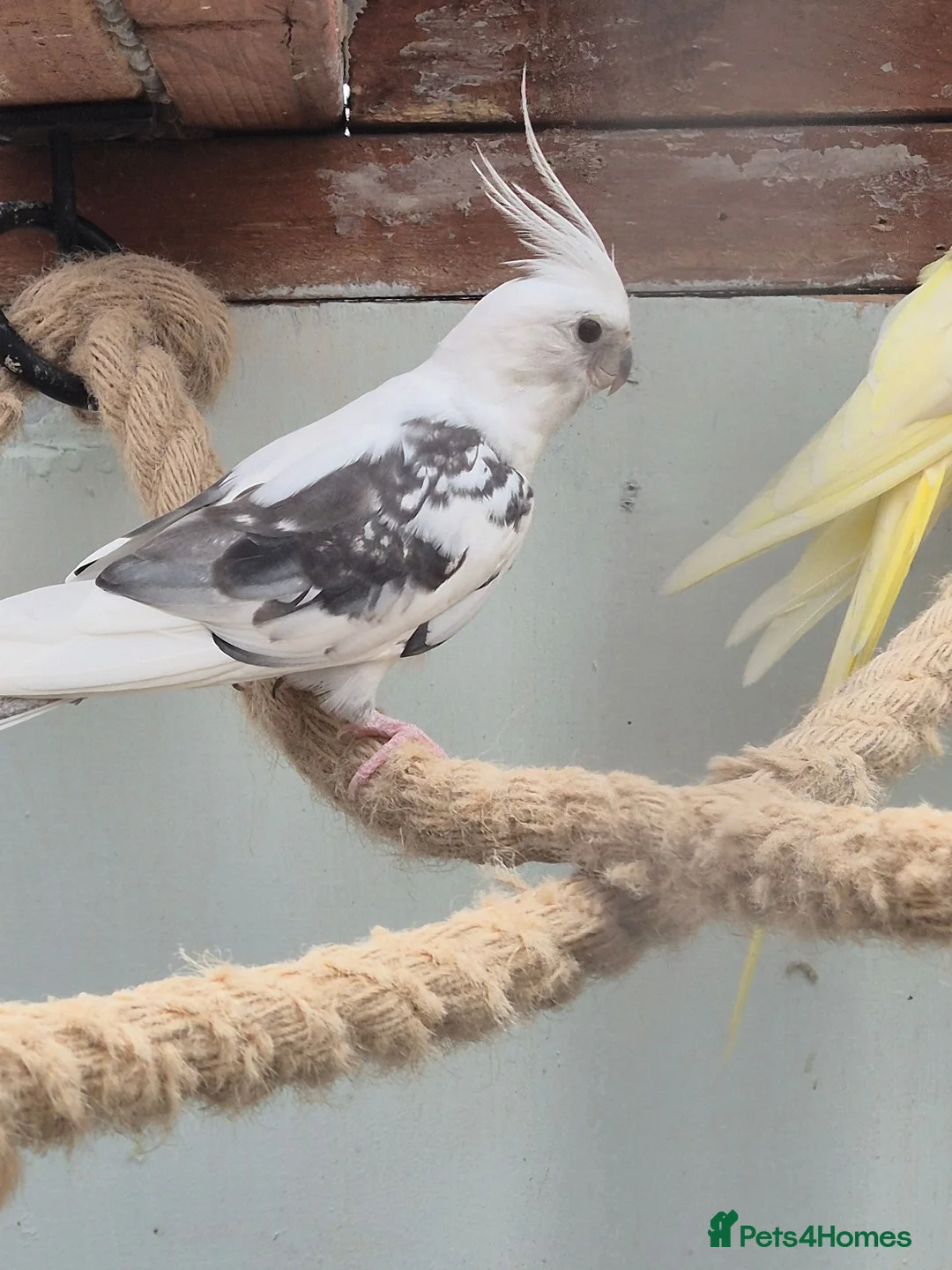Cockatiels birds for sale: White face male  in Blackpool - Advert 2