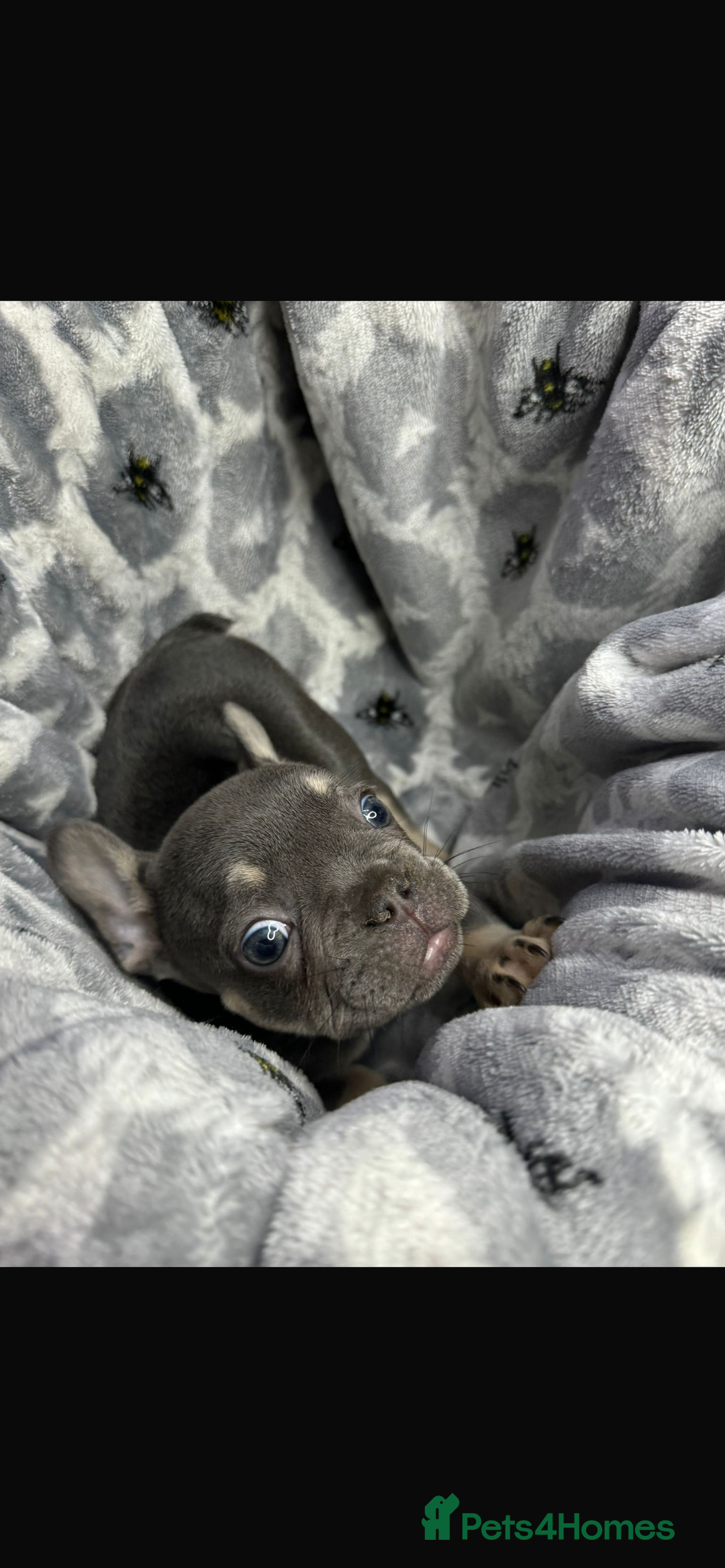 French Bulldog dogs for sale: fluffy French bulldogs  - Image 11
