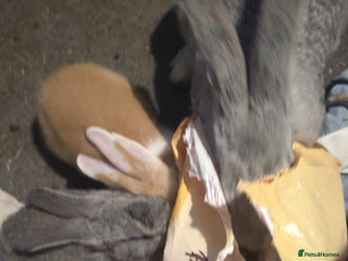 Flemish rabbits - Advert 4