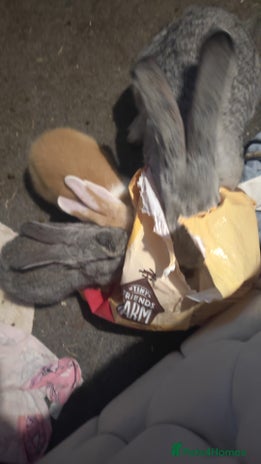 Flemish rabbits Pure flemish - Advert 1