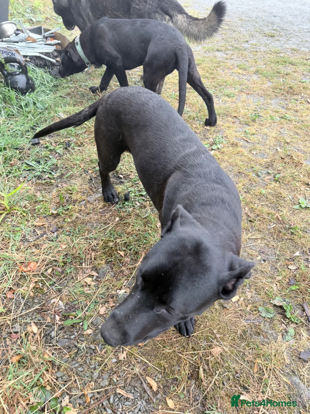 Sheprador dogs for sale: Sadie for sale - Advert 7